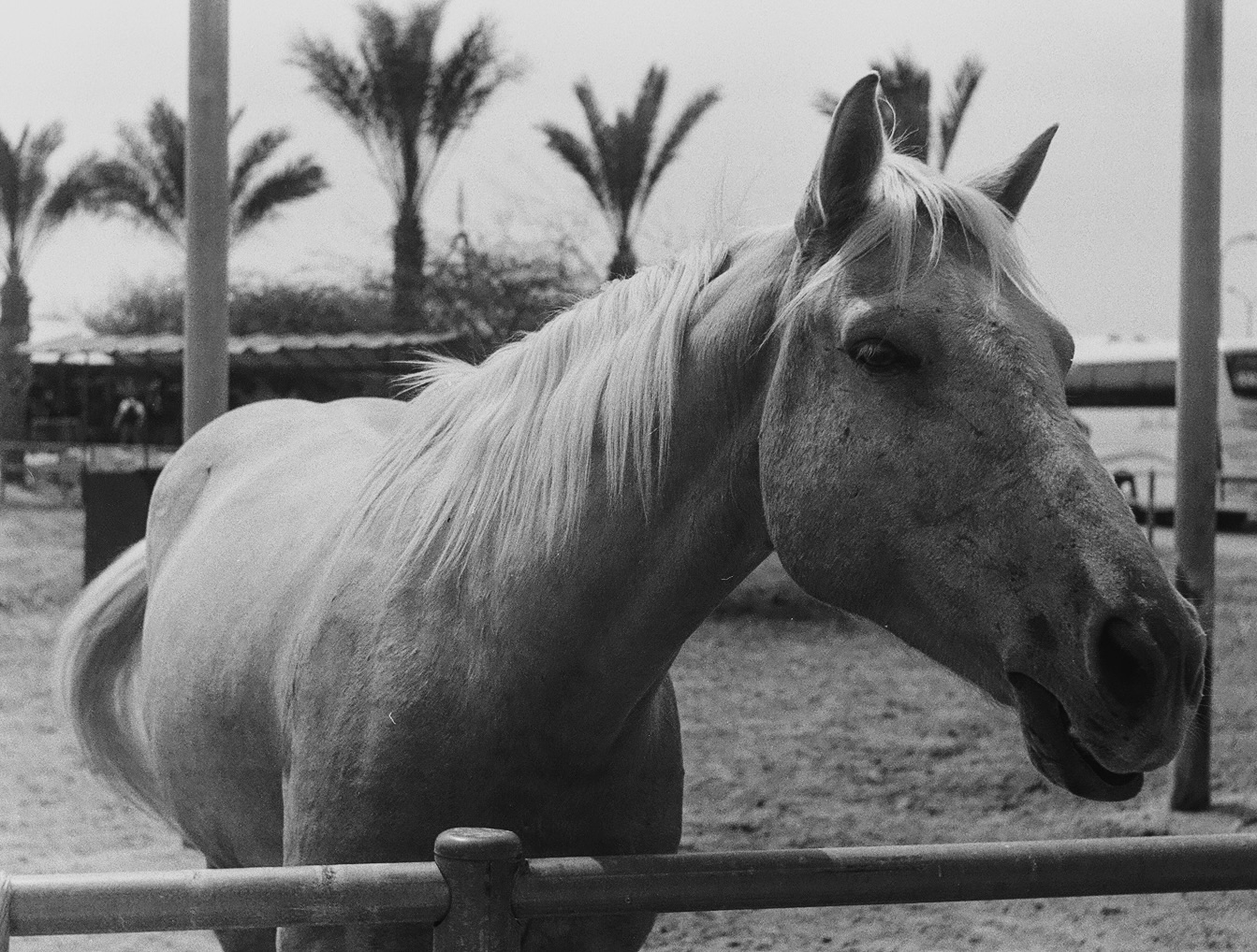Photograph of a horse — patience, focus, and presence under pressure